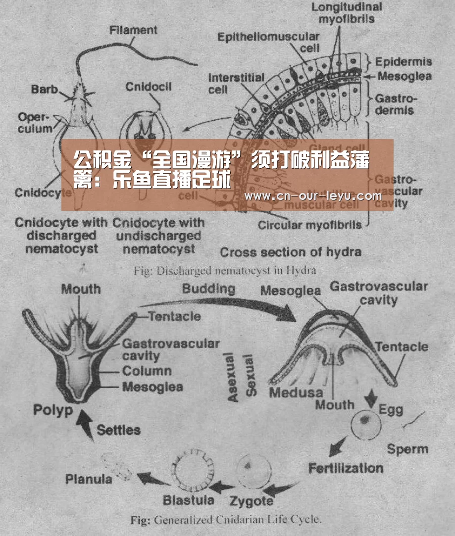 乐鱼直播足球